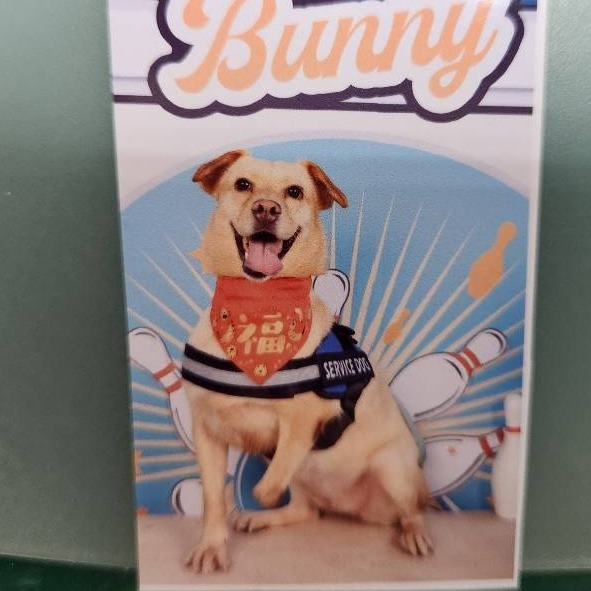 新竹縣已領養狗 混種犬