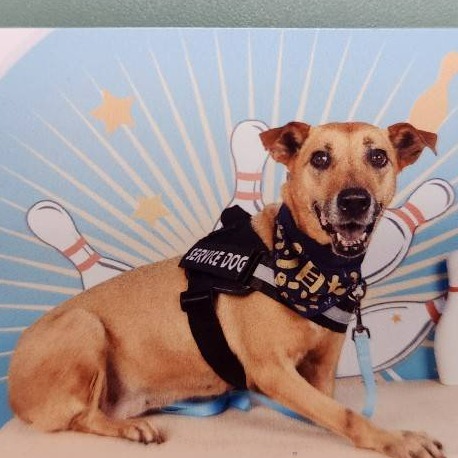 新竹縣已領養狗 混種犬