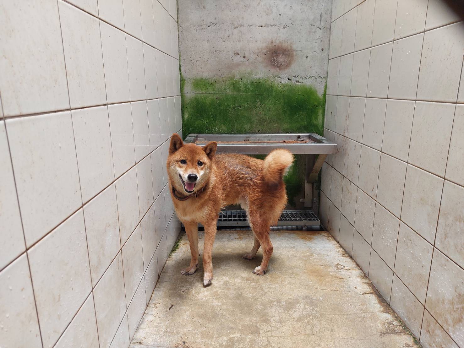 新北市已領養狗 柴犬