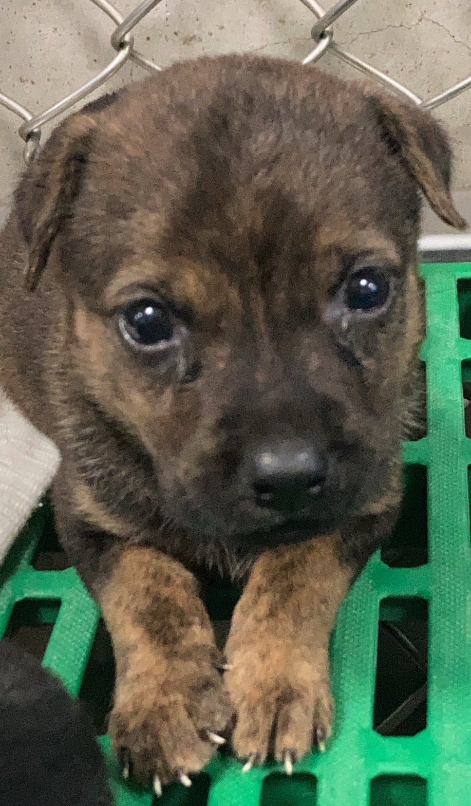 台東縣已領養狗 混種犬