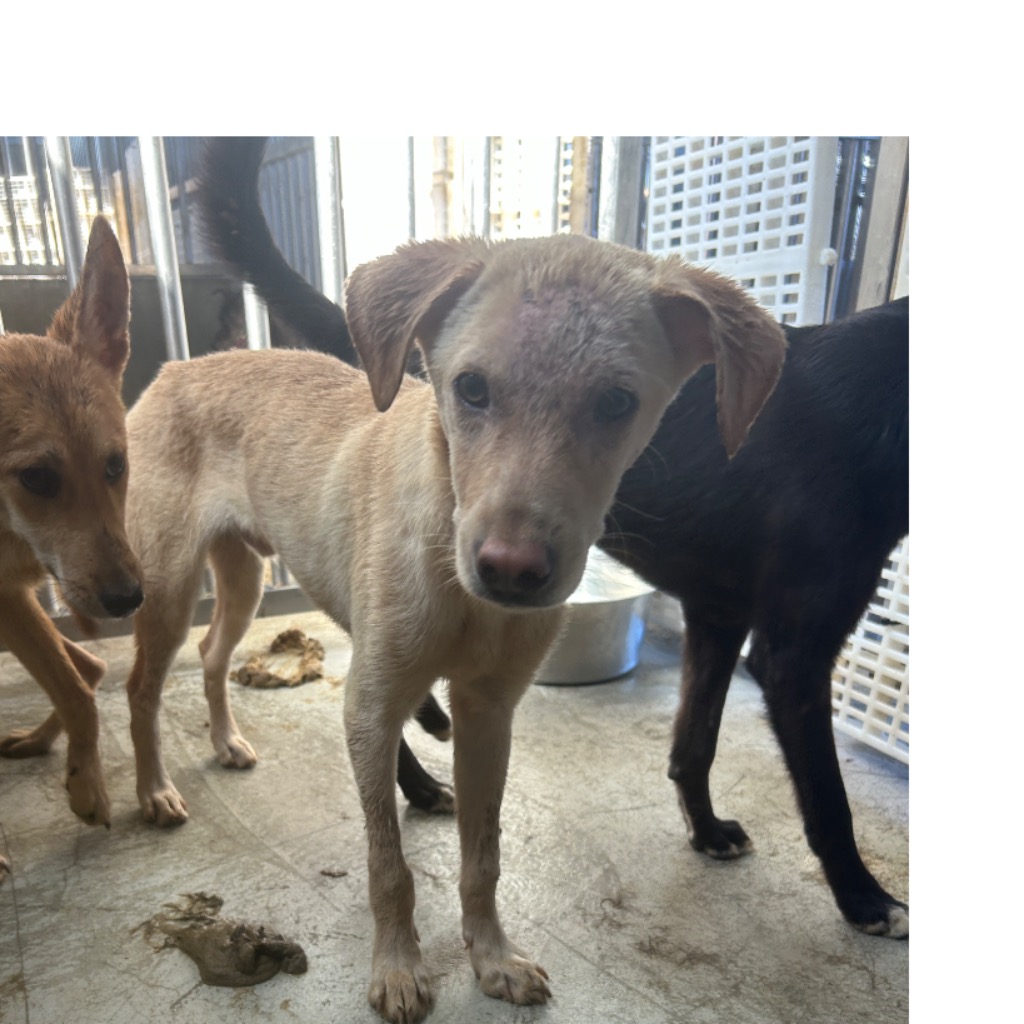 澎湖縣已領養狗 混種犬