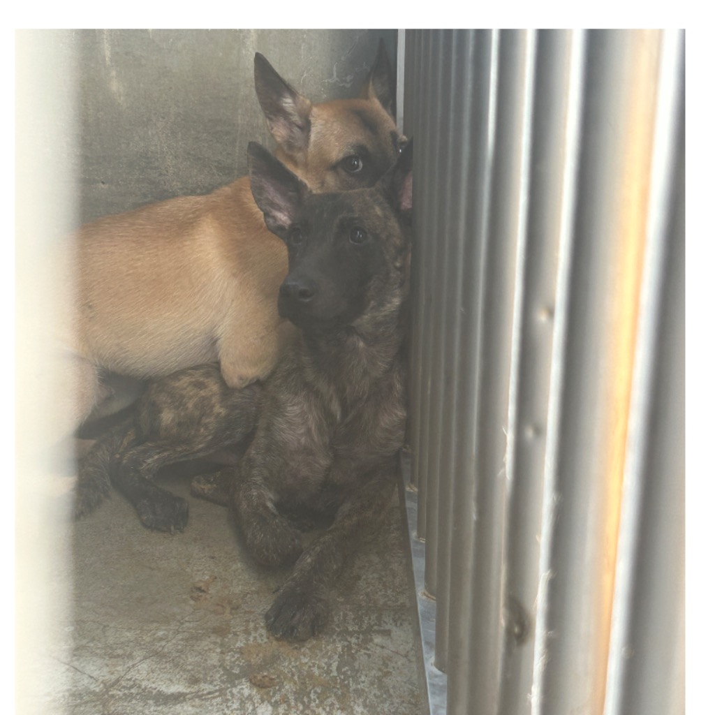 澎湖縣已領養狗 混種犬