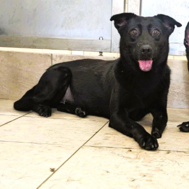新竹縣已領養狗 混種犬
