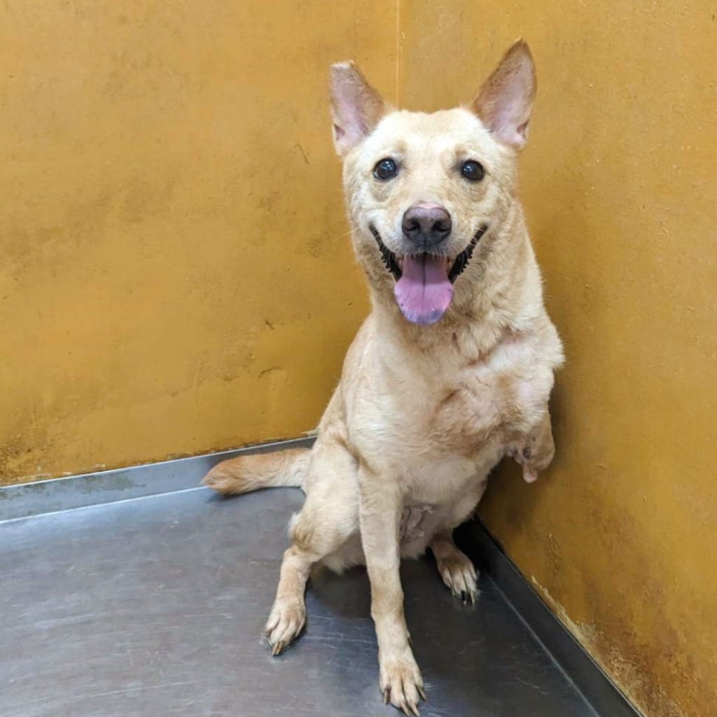新竹縣已領養狗 混種犬
