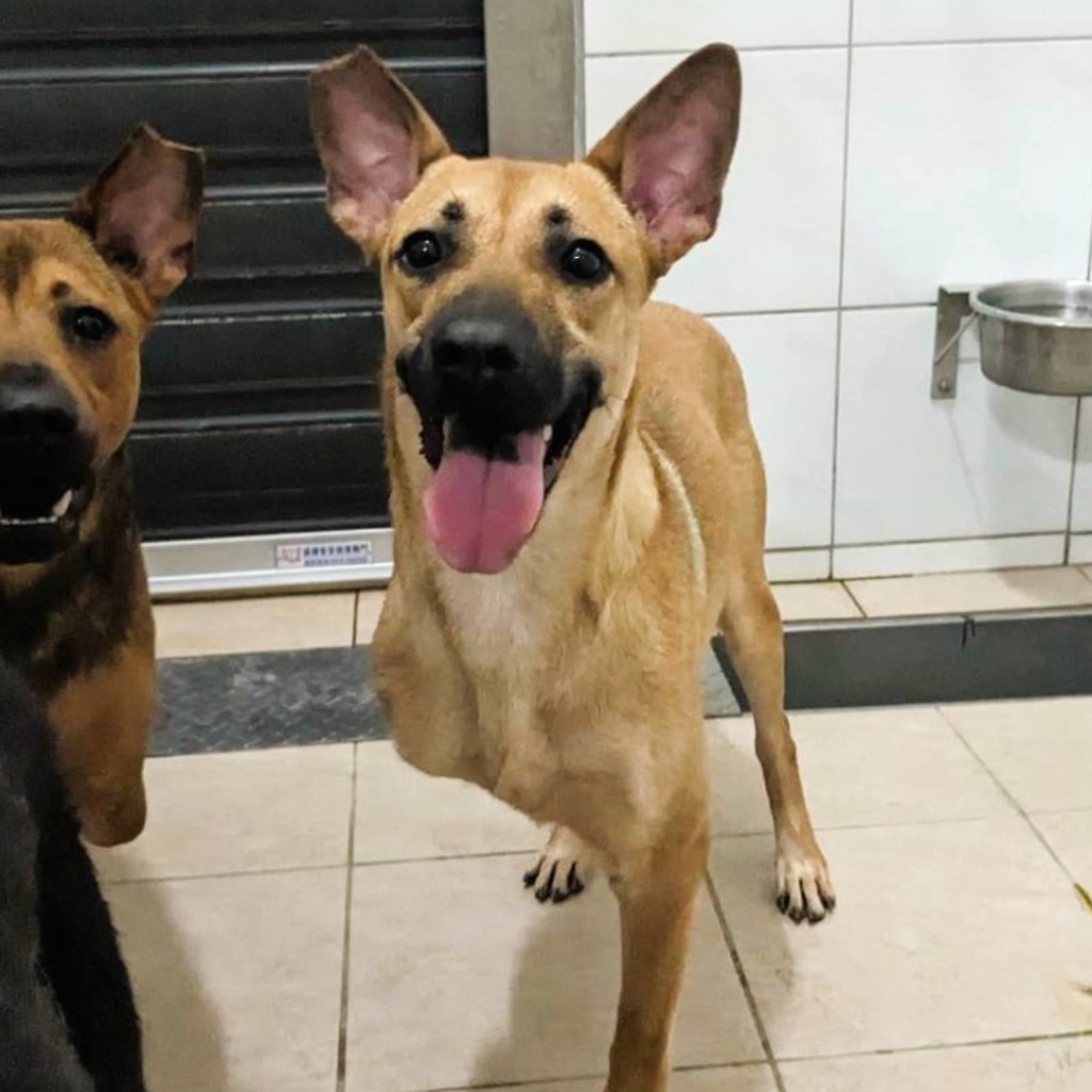新竹縣已領養狗 混種犬