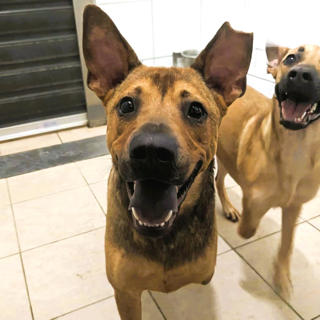 新竹縣已領養狗 混種犬