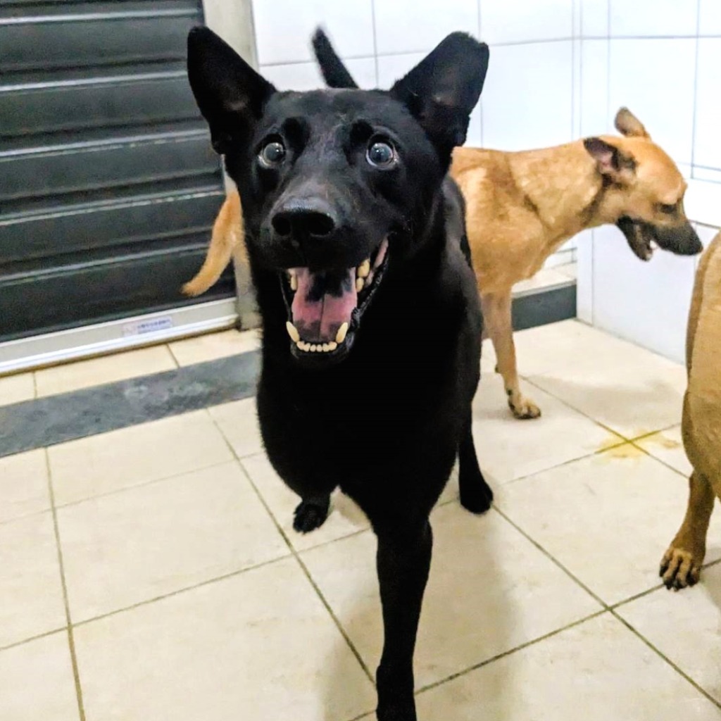 新竹縣已領養狗 混種犬