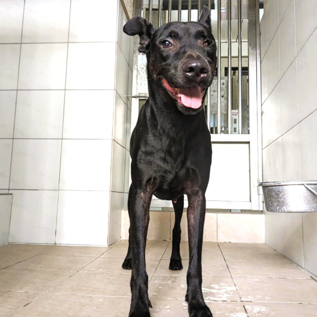 新竹縣已領養狗 混種犬