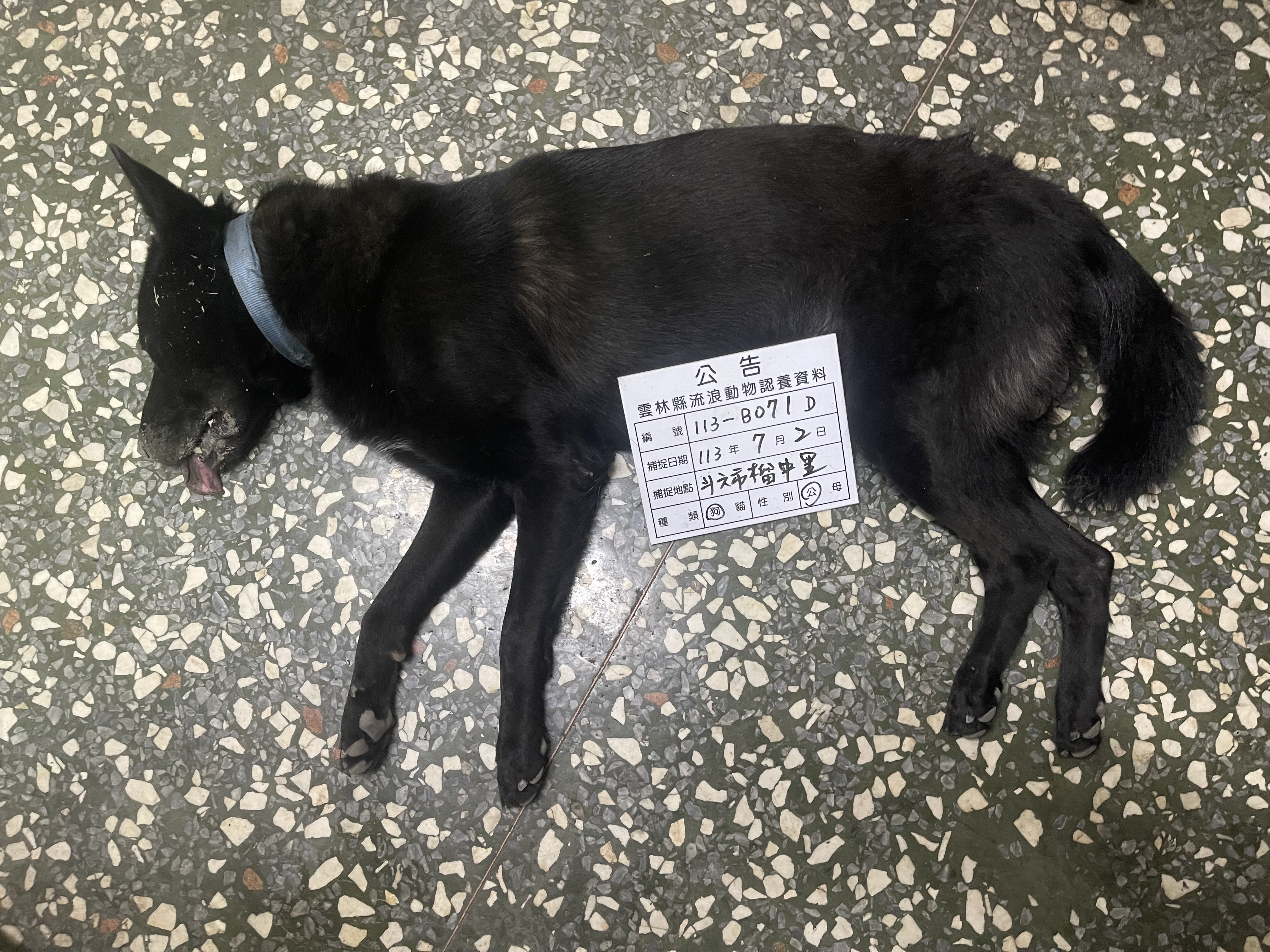 雲林縣已領養狗 混種犬