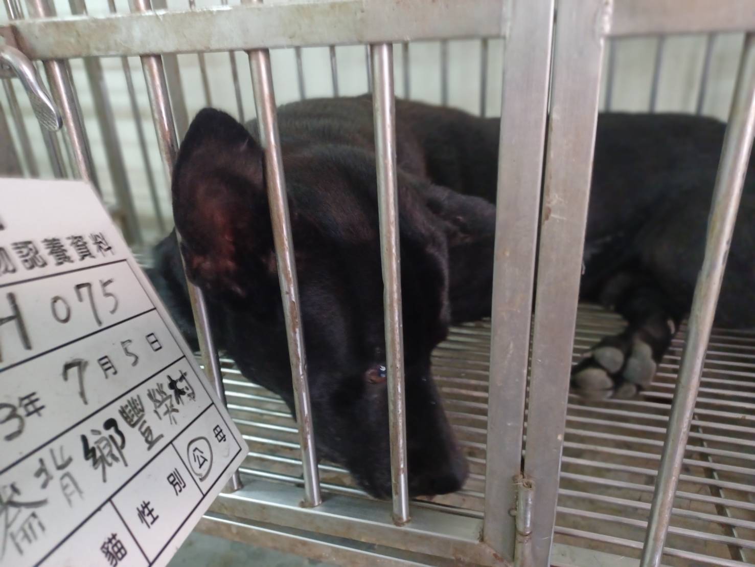 雲林縣已領養狗 混種犬