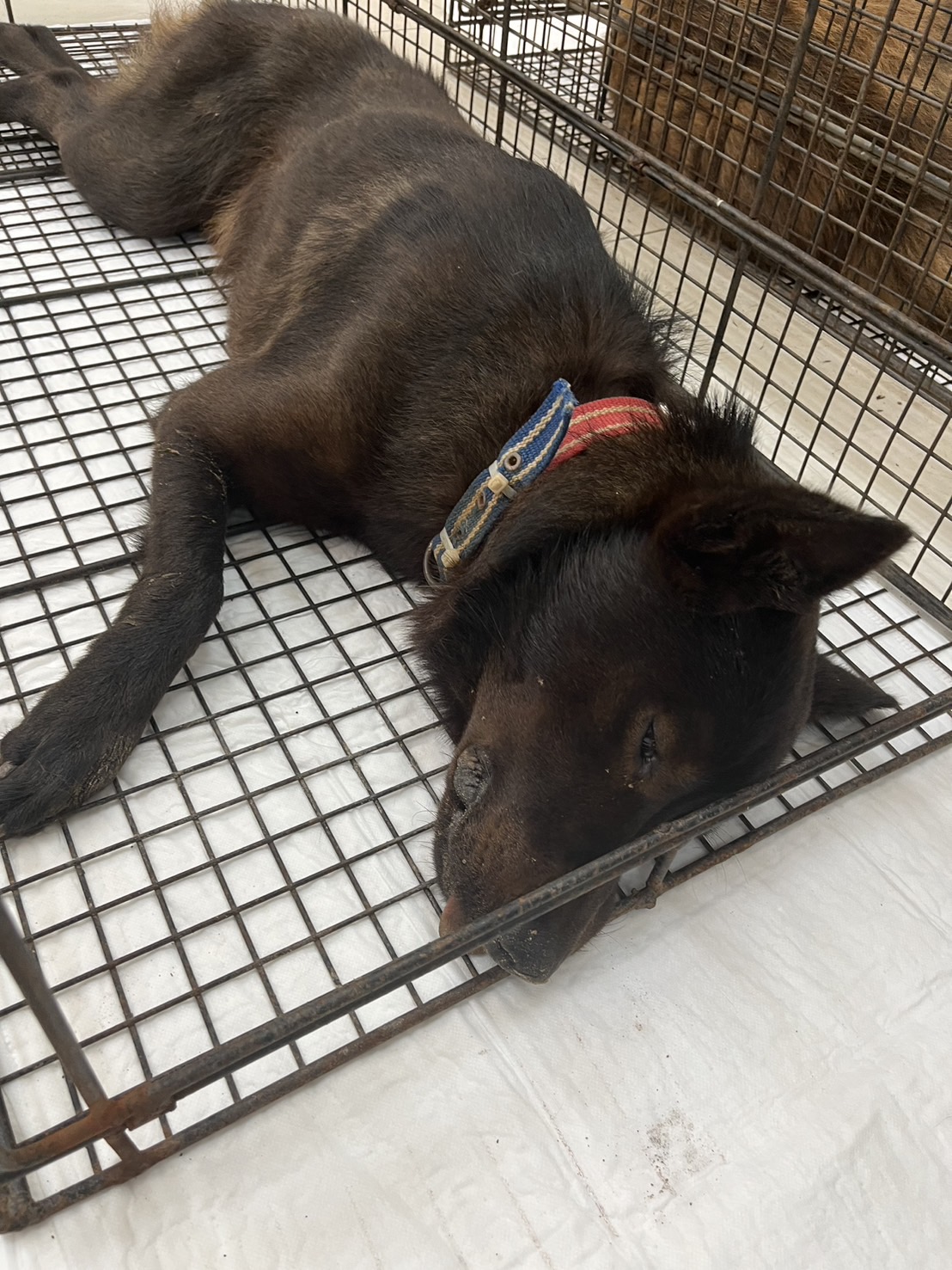 金門縣已領養狗 混種犬