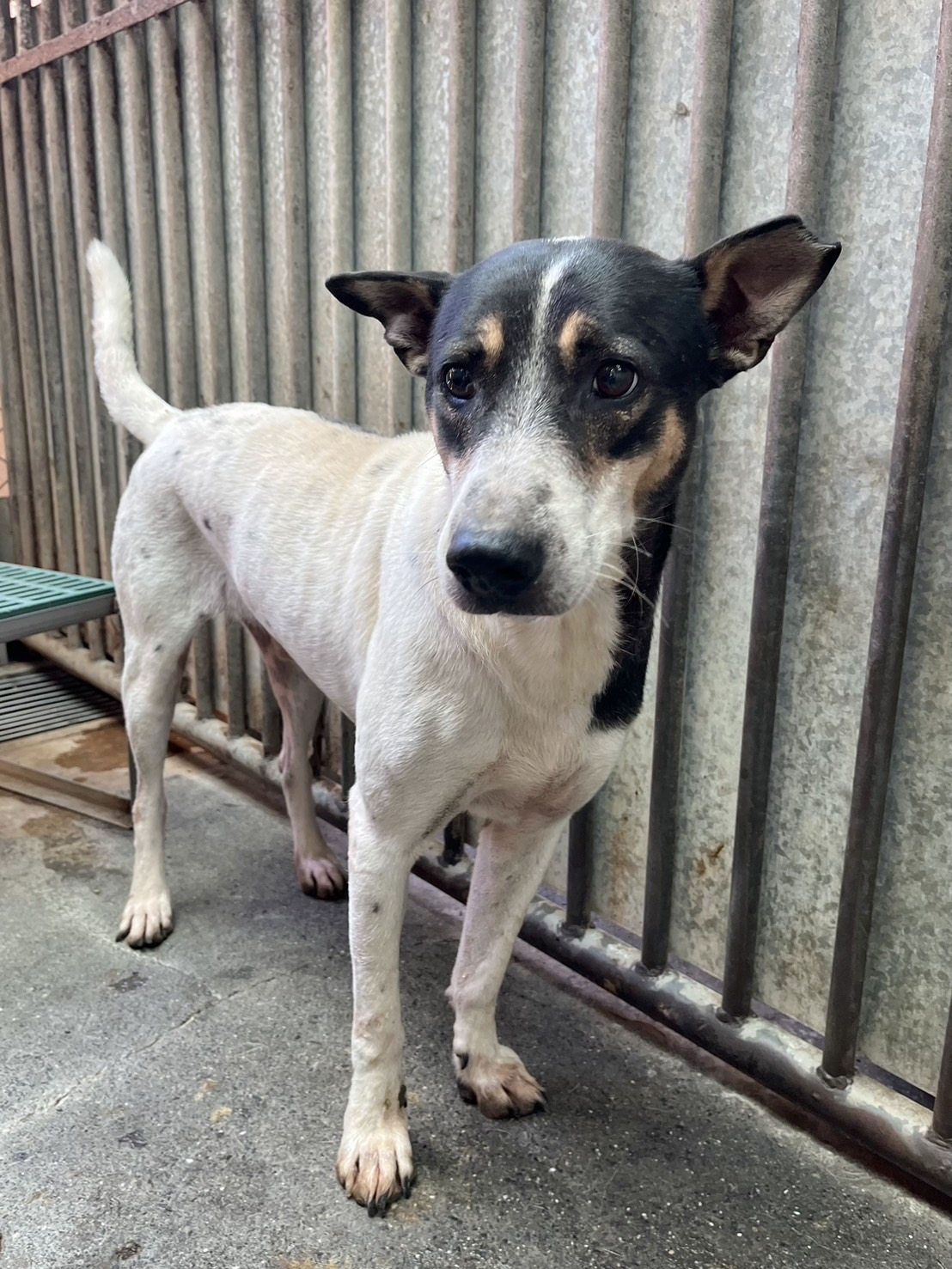 彰化縣已領養狗 混種犬