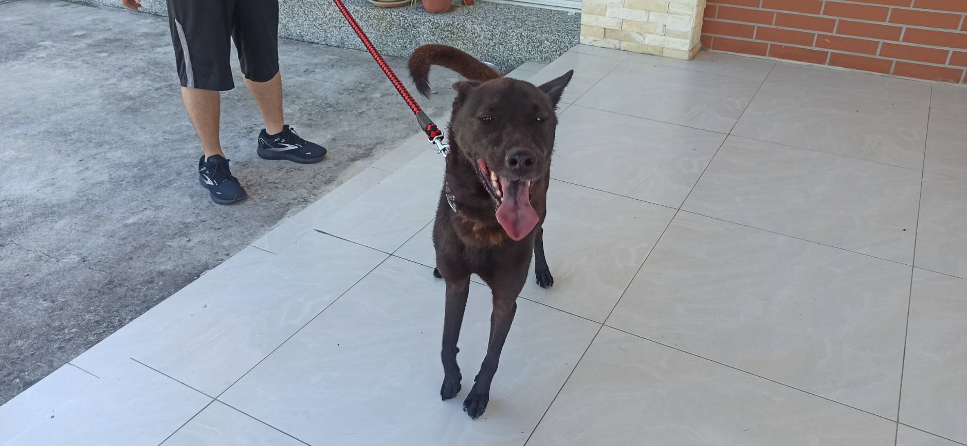 金門縣已領養狗 混種犬