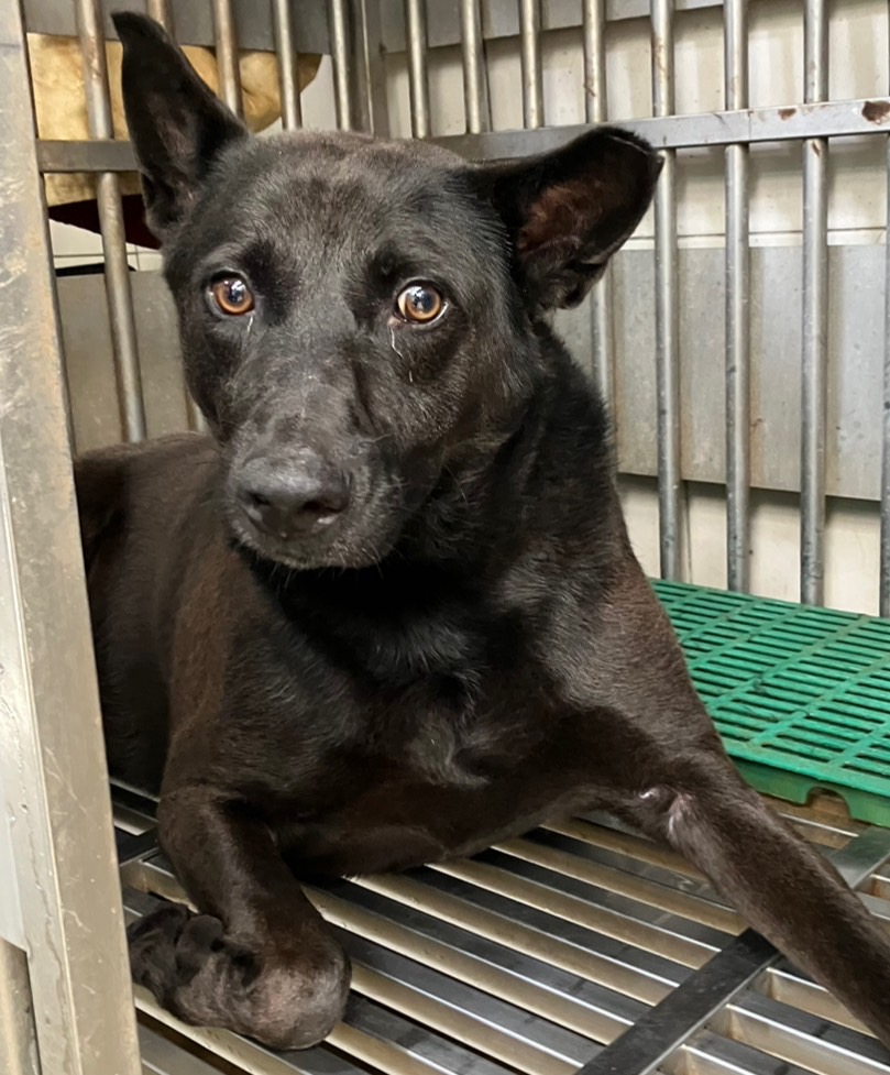 新北市已領養狗 混種犬