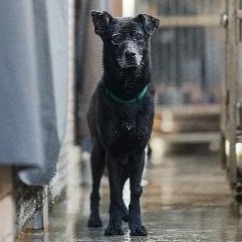 新北市已領養狗 混種犬