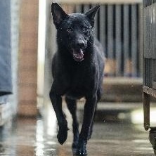 新北市已領養狗 混種犬