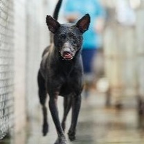 新北市已領養狗 混種犬