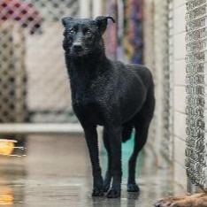 新北市已領養狗 混種犬
