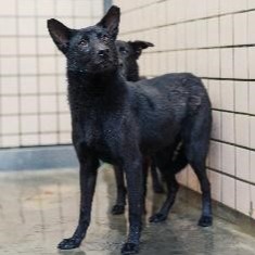 新北市已領養狗 混種犬