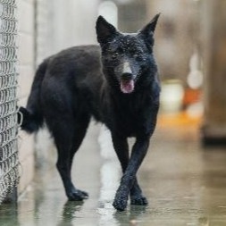 新北市已領養狗 混種犬