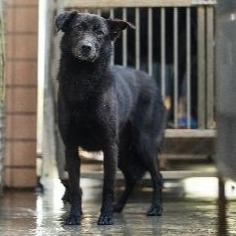 新北市已領養狗 混種犬