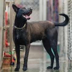 新北市已領養狗 混種犬