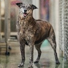 新北市已領養狗 混種犬