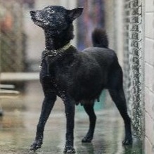 新北市已領養狗 混種犬