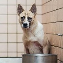 新北市已領養狗 混種犬