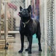 新北市已領養狗 混種犬