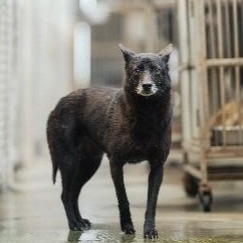 新北市已領養狗 混種犬
