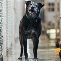 新北市已領養狗 混種犬