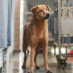 新北市已領養狗 混種犬