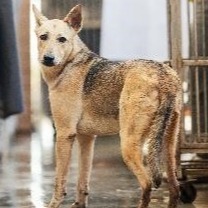 新北市已領養狗 混種犬