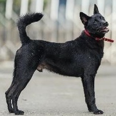 新北市已領養狗 混種犬