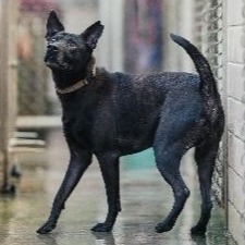 新北市已領養狗 混種犬