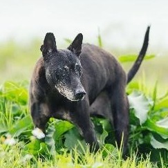 新北市已領養狗 混種犬
