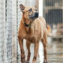新北市已領養狗 混種犬