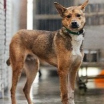 新北市已領養狗 混種犬