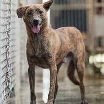 新北市已領養狗 混種犬