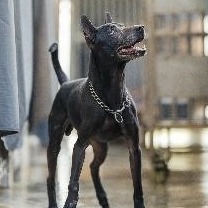 新北市已領養狗 混種犬
