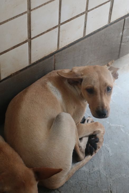 宜蘭縣已領養狗 混種犬