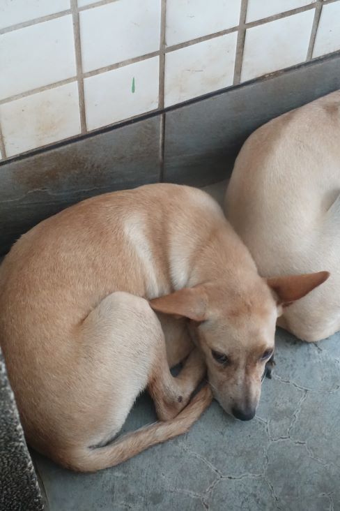 宜蘭縣已領養狗 混種犬