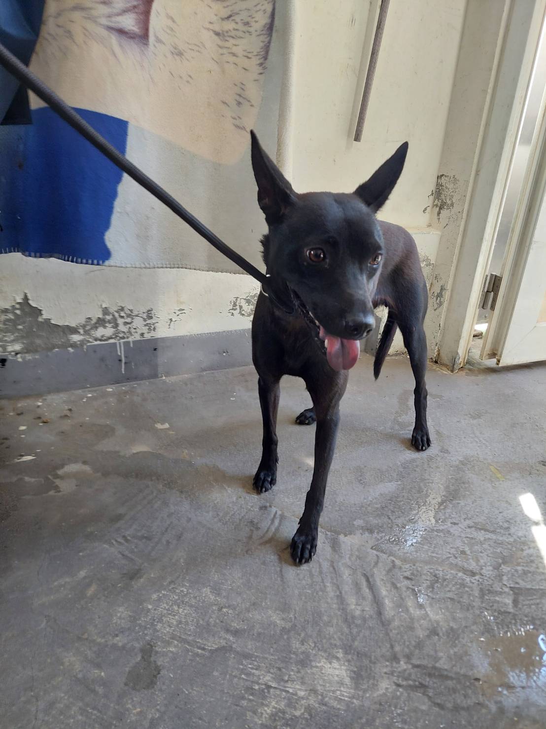 新北市已領養狗 混種犬