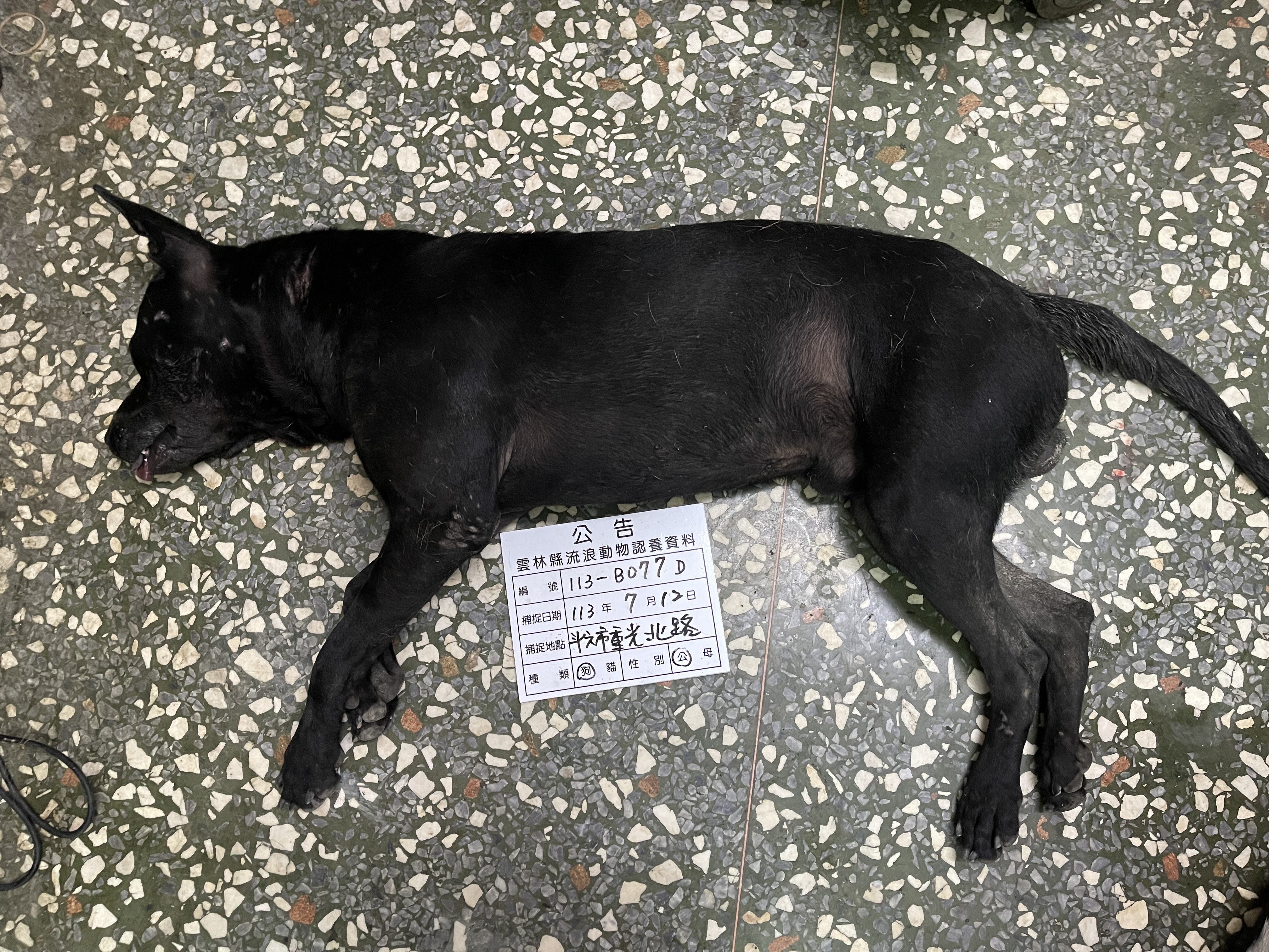 雲林縣已領養狗 混種犬