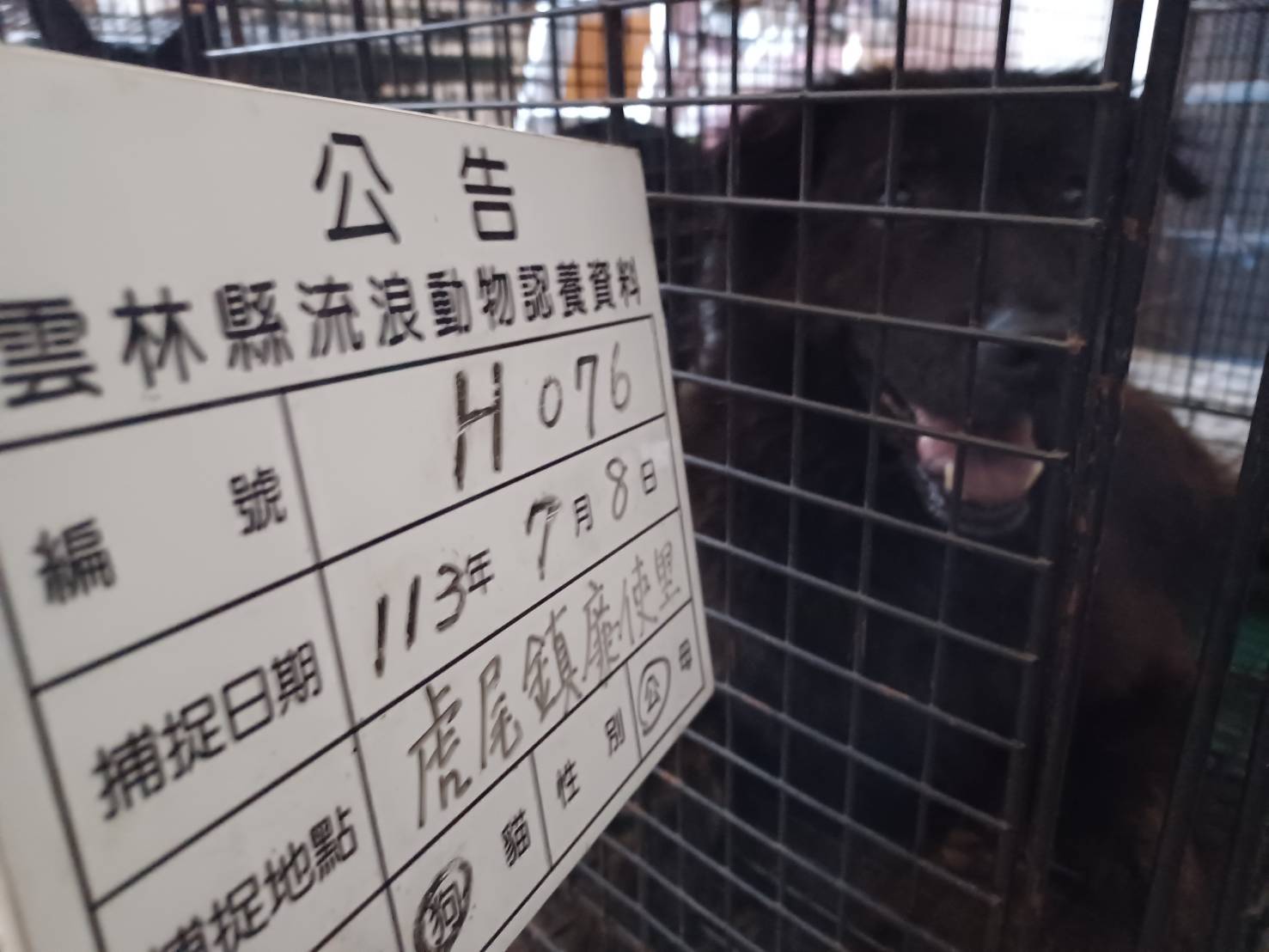雲林縣已領養狗 混種犬