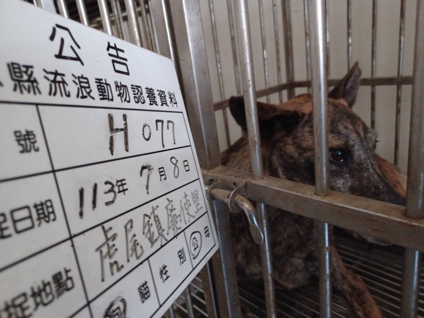 雲林縣已領養狗 混種犬