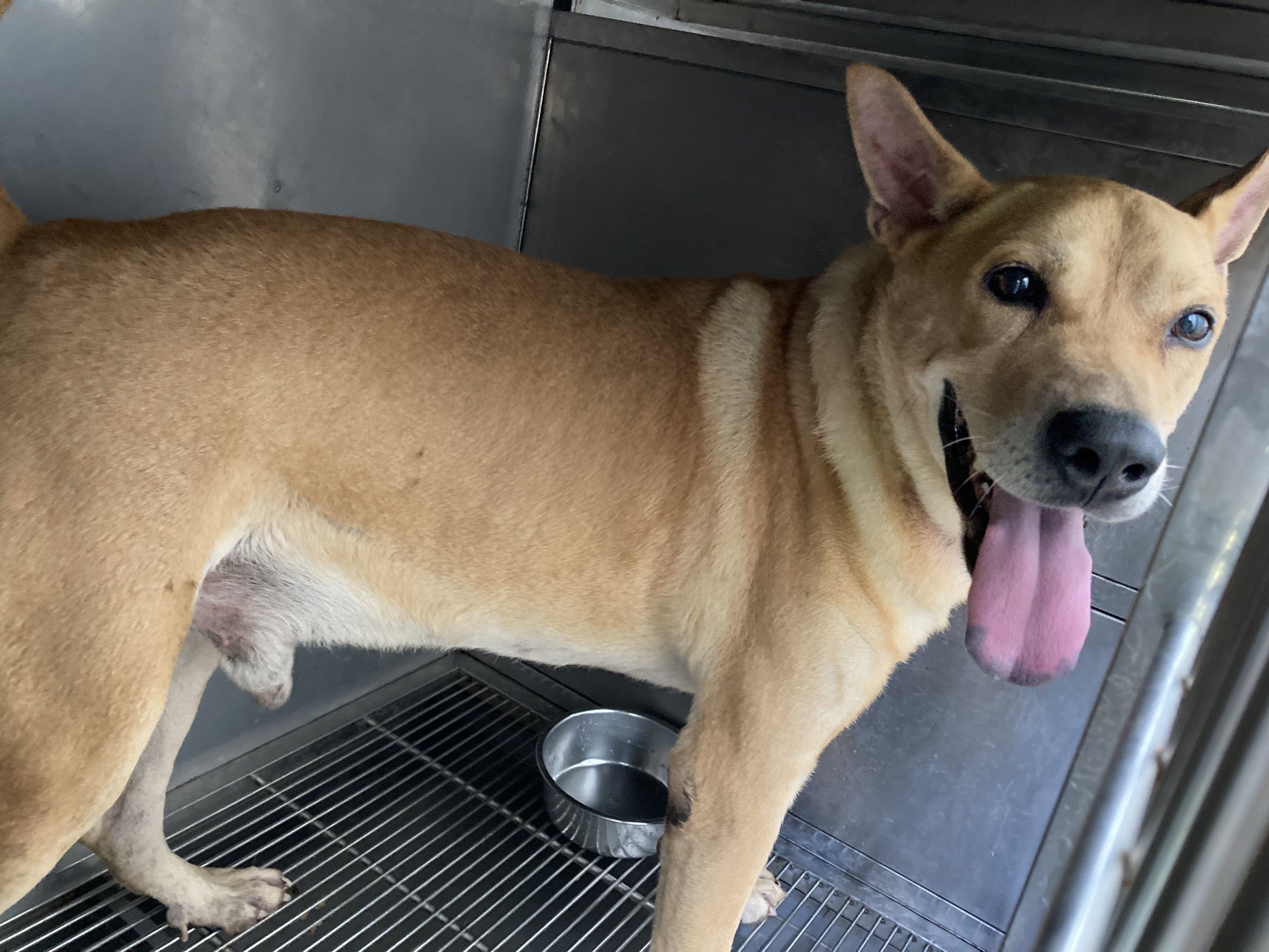 台北市已領養狗 混種犬