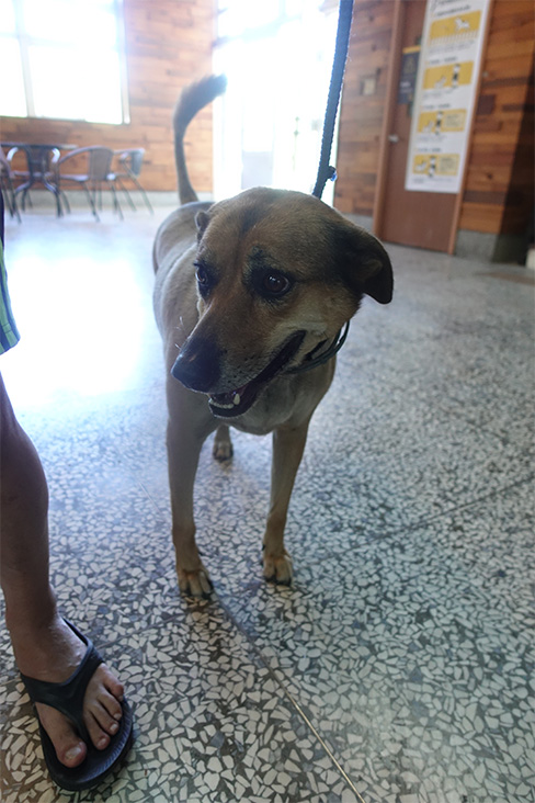宜蘭縣已領養狗 混種犬