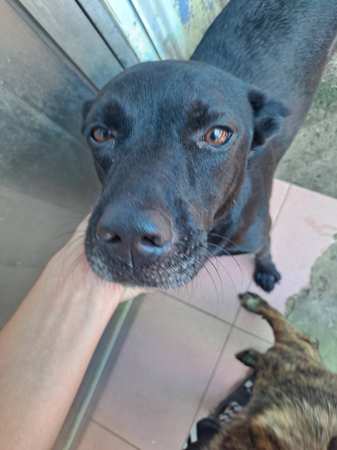 屏東縣已領養狗 混種犬